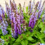 Veronika špicatá (Veronica spicata) ‘ANNIVERSARY BLUE’ - kont. C1L